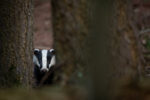 Badger hidden behind a tree in the forest
